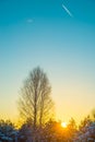 Birch tree at sunset Royalty Free Stock Photo