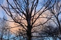 Birch tree at sunset Royalty Free Stock Photo