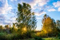 Birch tree at sunset Royalty Free Stock Photo