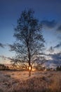 Birch tree at sunset on a tranquil heat-land in The Netherlands Royalty Free Stock Photo