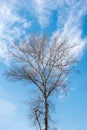 Tall Birch tree treetop Plantae Magnoliophyta Magnoliopsida Fagales Betulaceae Betula branches with beautiful blue sky backgroun Royalty Free Stock Photo