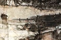 Birch tree texture Royalty Free Stock Photo