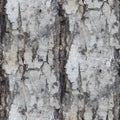 Birch tree texture seamless background wallpaper