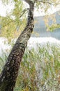 A birch tree trank over water Royalty Free Stock Photo