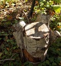 Birch Tree Trunk in Autumn sunshine in the woods