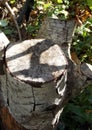 Birch Tree Trunk in Autumn sunshine in the woods