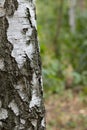 Birch Tree Trunk Bark Texture Close up on blurred background Royalty Free Stock Photo