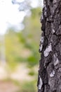 Birch Tree Trunk Bark Texture Close up on blurred background Royalty Free Stock Photo