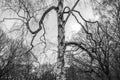 Birch tree trunk with big branches on grey sky background Royalty Free Stock Photo