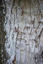 Birch Tree Trunk Royalty Free Stock Photo