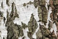 Birch tree trunk close up. Natural background with birch bark Royalty Free Stock Photo