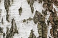 Birch tree trunk close up. Natural background with birch bark Royalty Free Stock Photo