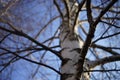 Birch tree trunk closeup, view up to the blue sunny sky Royalty Free Stock Photo