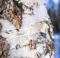 Birch tree trunk clous up. Birch bark texture. Natural wood background. Royalty Free Stock Photo