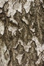 Birch tree trunk cose-up, tree bark for background