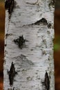 Birch tree trunk Royalty Free Stock Photo