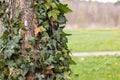 Birch Tree Trunk Enveloped in Ivy Leaves Royalty Free Stock Photo