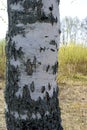 Birch tree Royalty Free Stock Photo