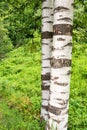 Birch tree trunk on green background Royalty Free Stock Photo