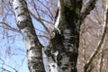 Birch tree trunk with a knot in the forest in winter Royalty Free Stock Photo