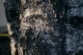 Birch tree trunk in warm sunset light Royalty Free Stock Photo