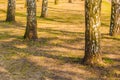 Birch tree trunks Royalty Free Stock Photo