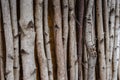 Birch Tree Trunks Background Royalty Free Stock Photo