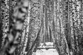 Birch tree trunks background Royalty Free Stock Photo