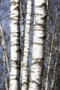Birch tree trunks Royalty Free Stock Photo