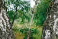 Birch tree trunks in park in Halmstad, Sweden Royalty Free Stock Photo