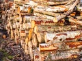 Birch tree trunks stacked on the edge of the forest Royalty Free Stock Photo