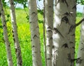 Birch Tree Trunks on Sunny Summer Day. Blurred Background of a Grassy Hillside Royalty Free Stock Photo