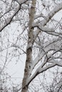 Birch tree under snow