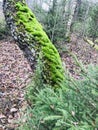 Moss on birch