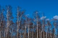 In the birch tree wood Royalty Free Stock Photo