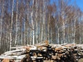 Birch tree wood, Lithuania Royalty Free Stock Photo