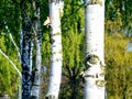 Birch tree& x27;s in spring. Colourful wallpaper or texture.