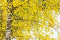 Birch tree with yellow autumn leaves Royalty Free Stock Photo
