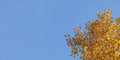 Birch Tree Yellow Autumn Leaves, With Blue Sky Space For Text In Background