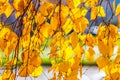 Birch tree yellow leaves Royalty Free Stock Photo