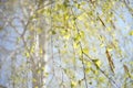 Birch tree with young leaves on the branches, natural blurred background with trunk Royalty Free Stock Photo