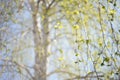 Birch tree with young leaves on the branches, natural blurred background with trunk in the morning Royalty Free Stock Photo
