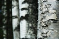 Birch trees