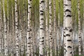 Birch trees