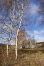 Birch trees against a blue sky, Inner Mongolia, Hebei, Mulan Weichang, China
