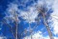 Birch trees against dramatic blue sky and clouds Royalty Free Stock Photo