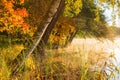 Birch trees in autumn colors at the beach and fog on the lake at sunrise Royalty Free Stock Photo