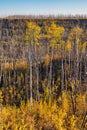 Birch trees Autumn colors  Fort McMurray Alberta Royalty Free Stock Photo