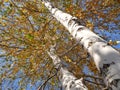 Birch trees in a autumn forest or garden with yellow and green leaves , bottom-up view Royalty Free Stock Photo