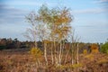 Birch trees in autumn forest with yellow leaves on the ground. Calm motley background with autumn birches, black and white trunks